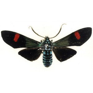 BELEMNIA INAURATA